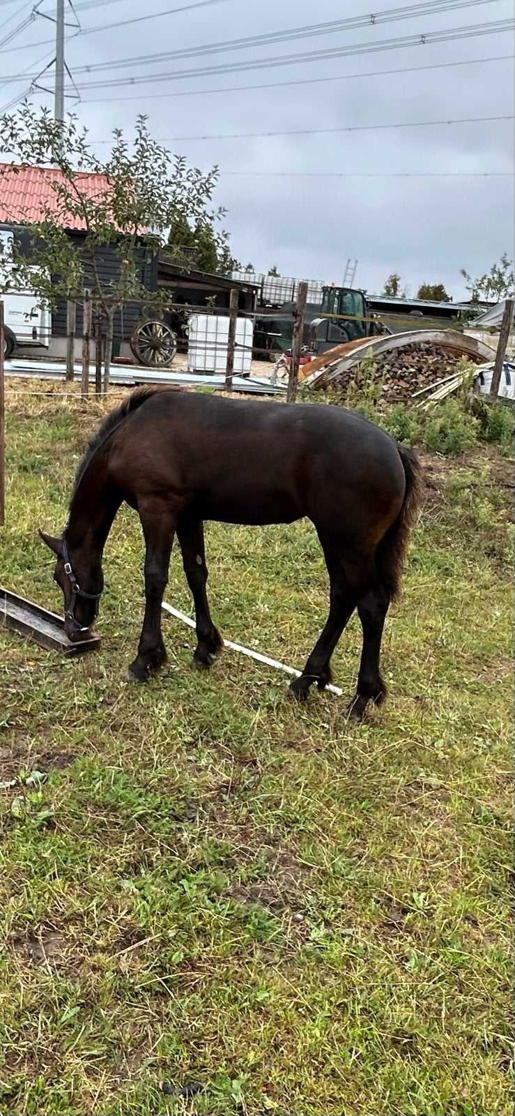 Fries merrie veulen Hilbert  X Hessel, Dieren en Toebehoren, Niet van toepassing, Dressuurpaard, 0 tot 2 jaar, Merrie