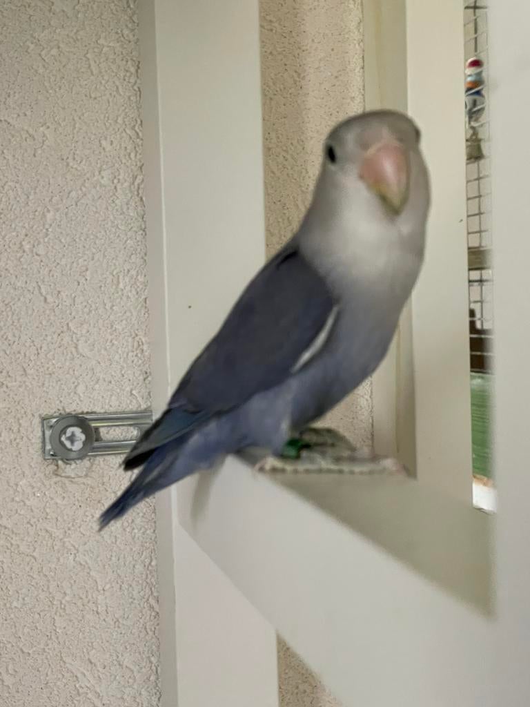 Prachtige Lieve Jonge en Hand Tamme Agapornis Dwergpapegaai, Meerdere dieren, Dwergpapegaai of Agapornis, Geringd