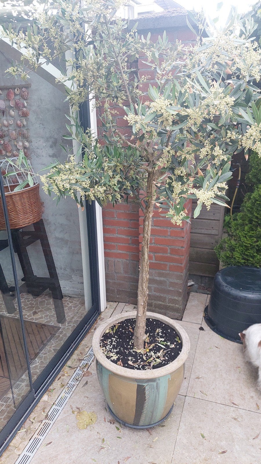 1 olijfboom in stenen pot, hoogte ongeveer 1.90, Ophalen, Volle zon, Olijfboom, 100 tot 250 cm