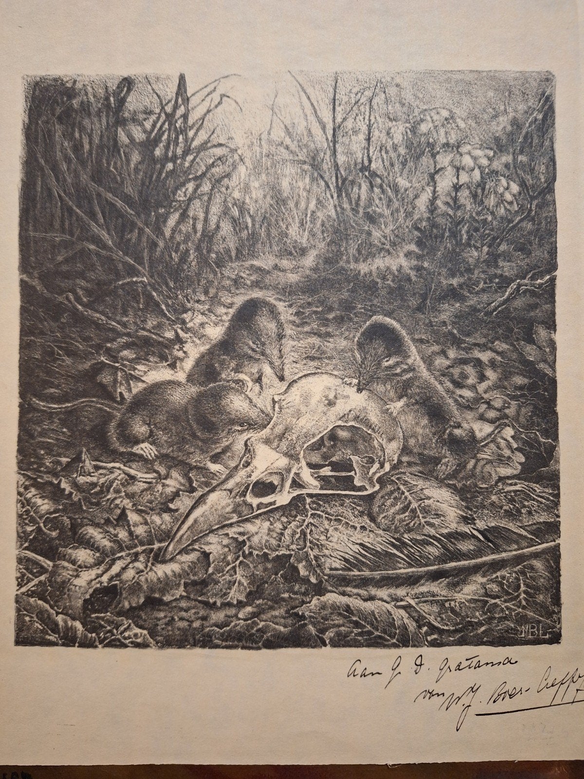 Lithografie: Muizen met schedel en raaf, Ophalen of Verzenden