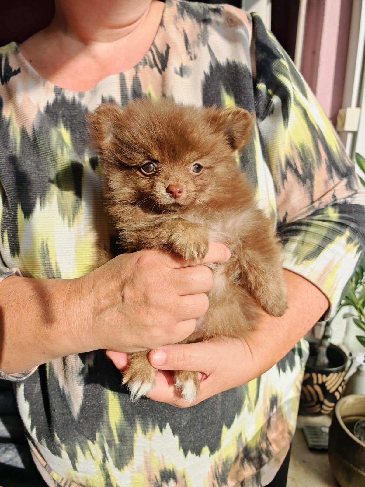 Mila een mooie kleine Pomchi pup mag verhuizen, Dieren en Toebehoren, CDV (hondenziekte), 8 tot 15 weken, Teef, Eén hond