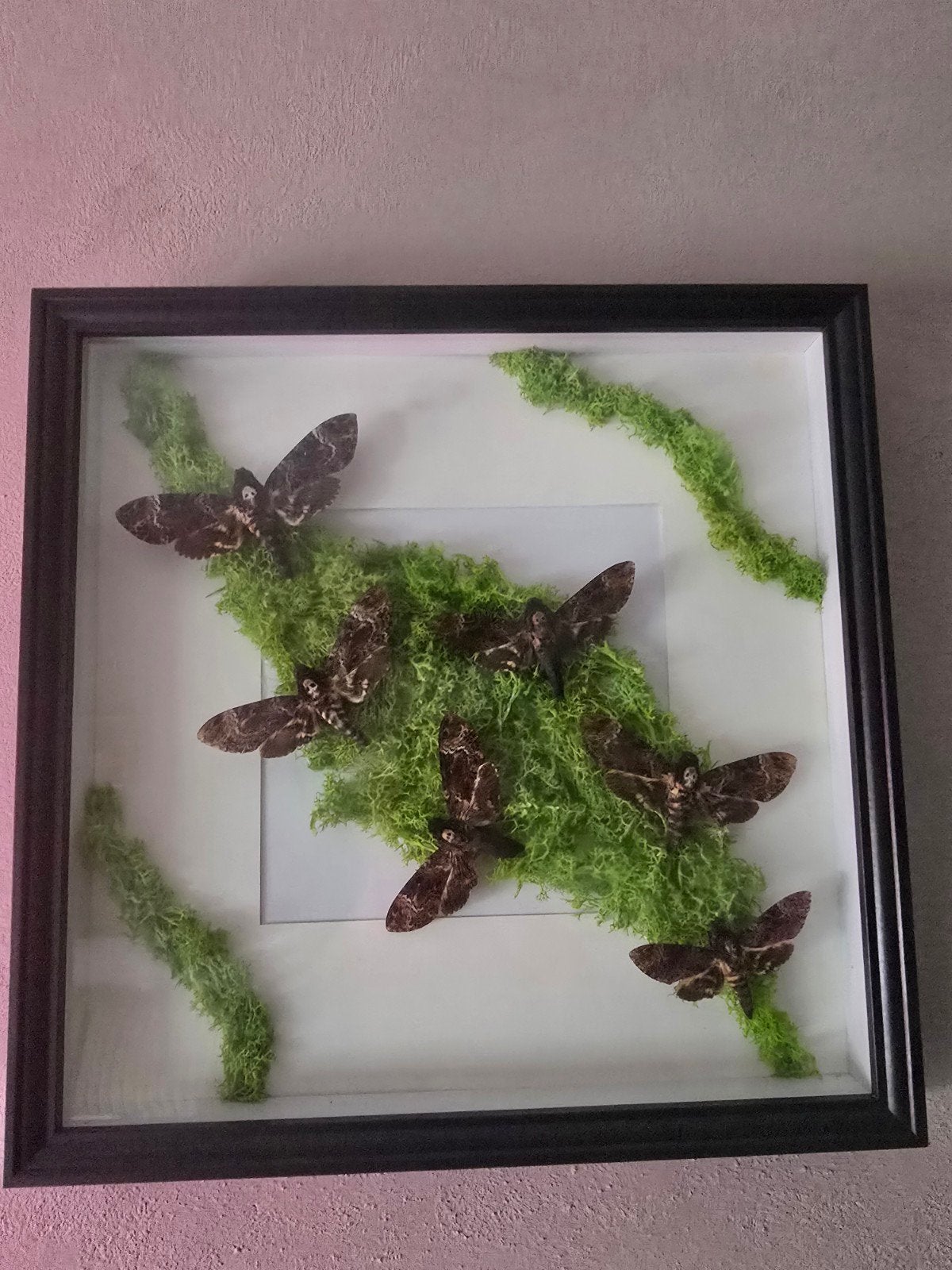 6 Ingelijste vlinders met mos decoratie, Ophalen of Verzenden, Gebruikt