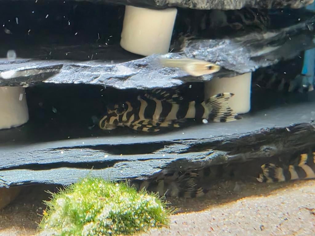 L134 pleco's!, Dieren en Toebehoren, Vis
