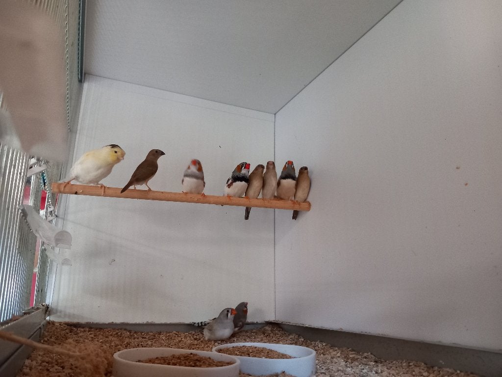 Binsenastrildes, Geslacht onbekend, Tropenvogel