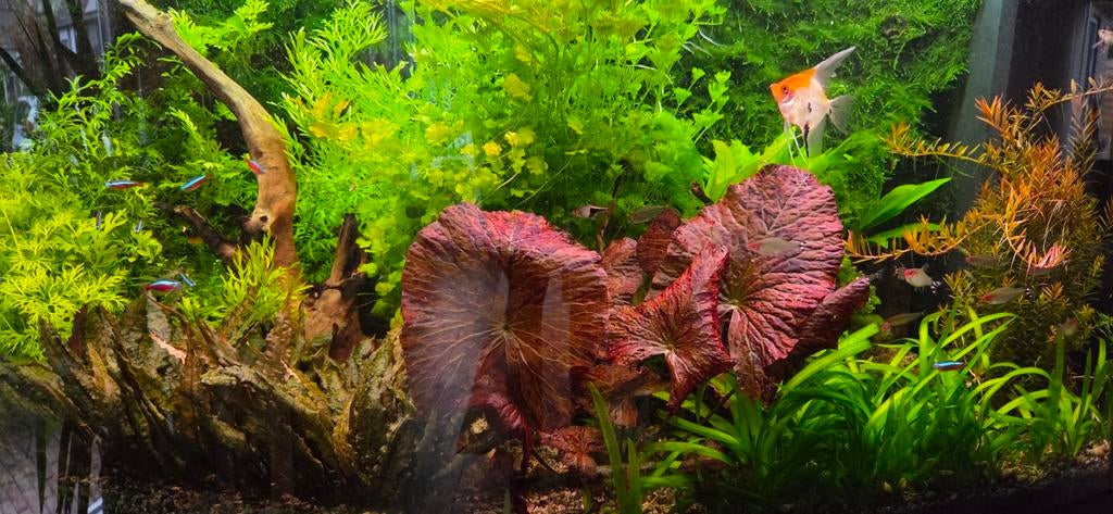 Aquariumplanten rode tijgerlotus, Ophalen