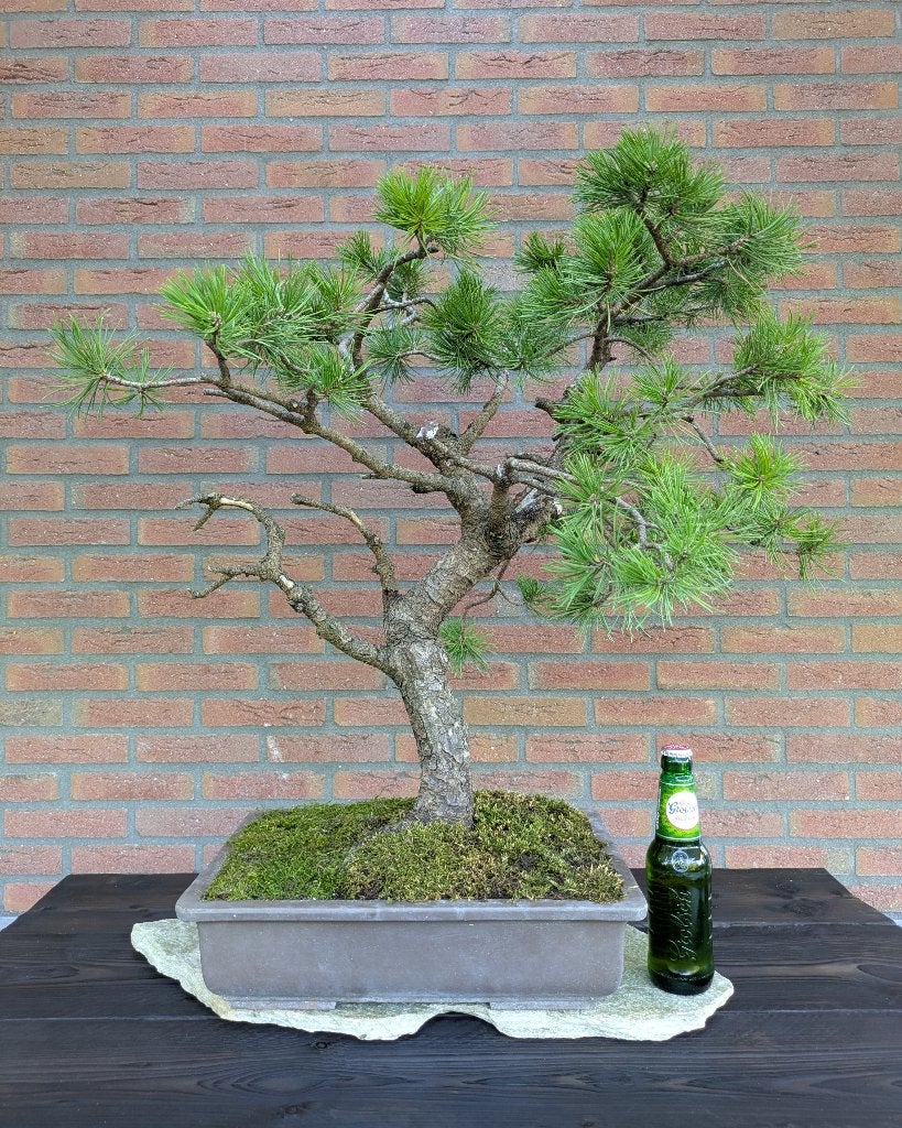 (Pre)Bonsai - Pinus Thunbergii / Japanse Zwarte Den, Tuin en Terras, Planten | Bomen, Bloeit niet, Overige soorten, Minder dan 100 cm
