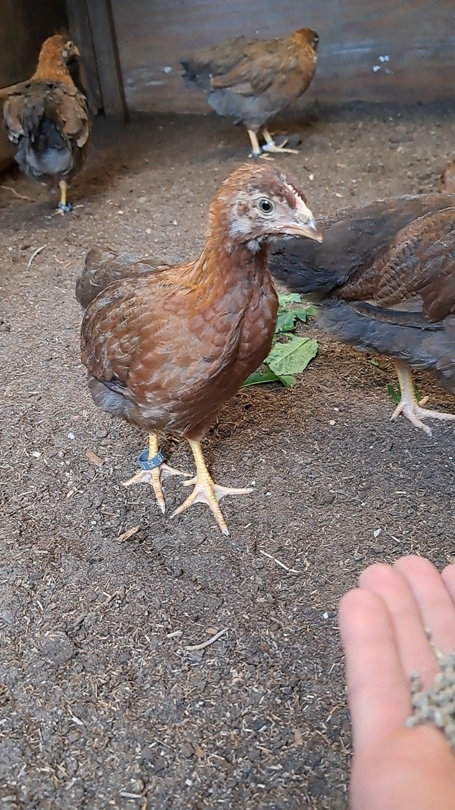 welsumer hennetjes, nog 5 over, raszuivere welsumers (Groot, Dieren en Toebehoren, Pluimvee, Vrouwelijk, Kip