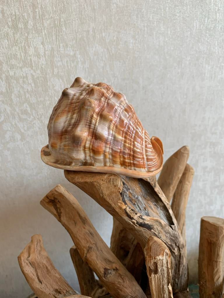 Prachtige Cassis Rufa schelp - Natuurlijke decoratie, Ophalen of Verzenden, Zo goed als nieuw