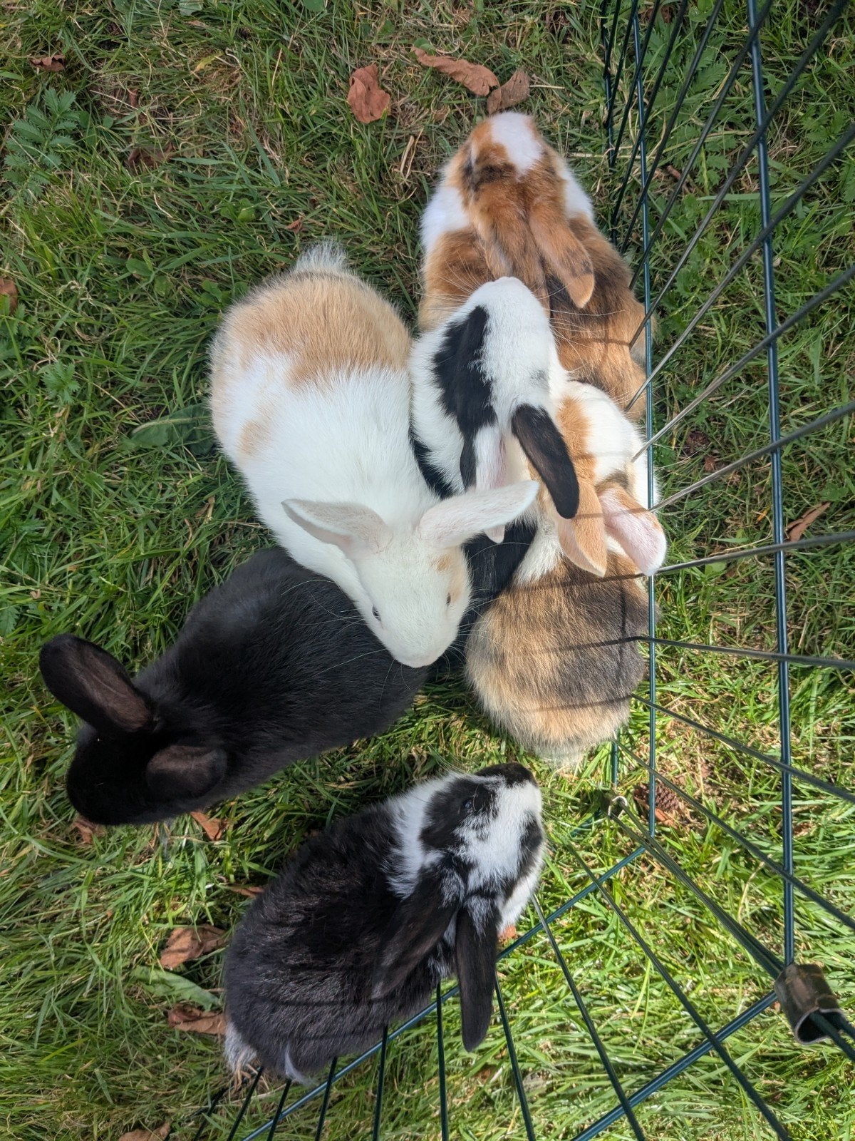 konijntjes te koop, Meerdere dieren, Middelgroot, Hangoor, 0 tot 2 jaar