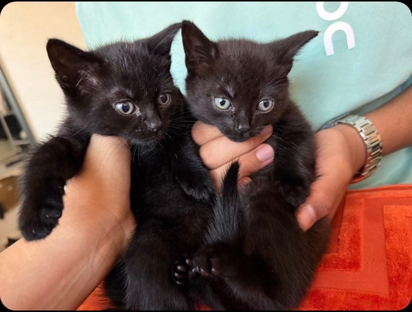 Katers kittens, Kater