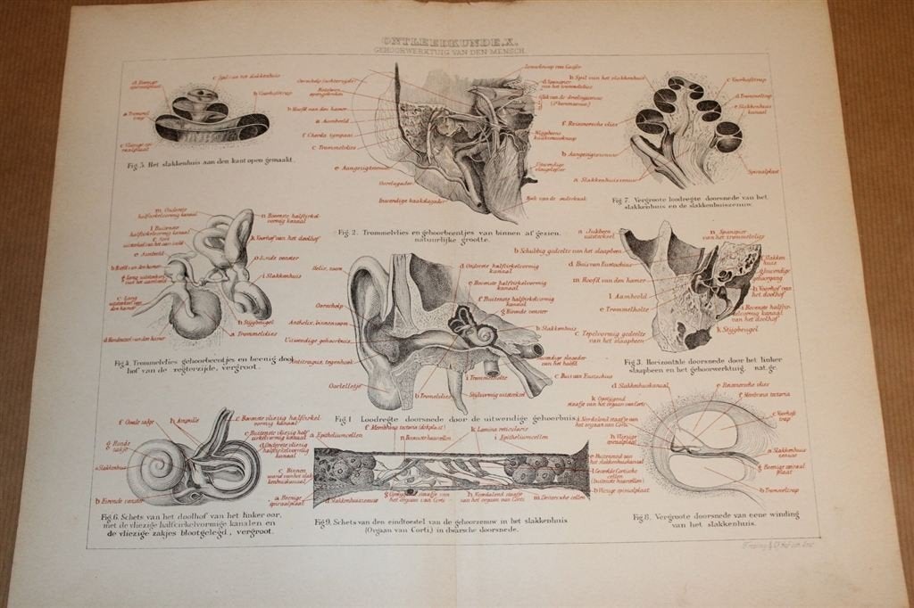 Antieke anatomische prent - Oor van de mens - 1875 !!, Verzamelen, Foto's en Prenten, Ophalen of Verzenden, Voor 1940, Zo goed als nieuw