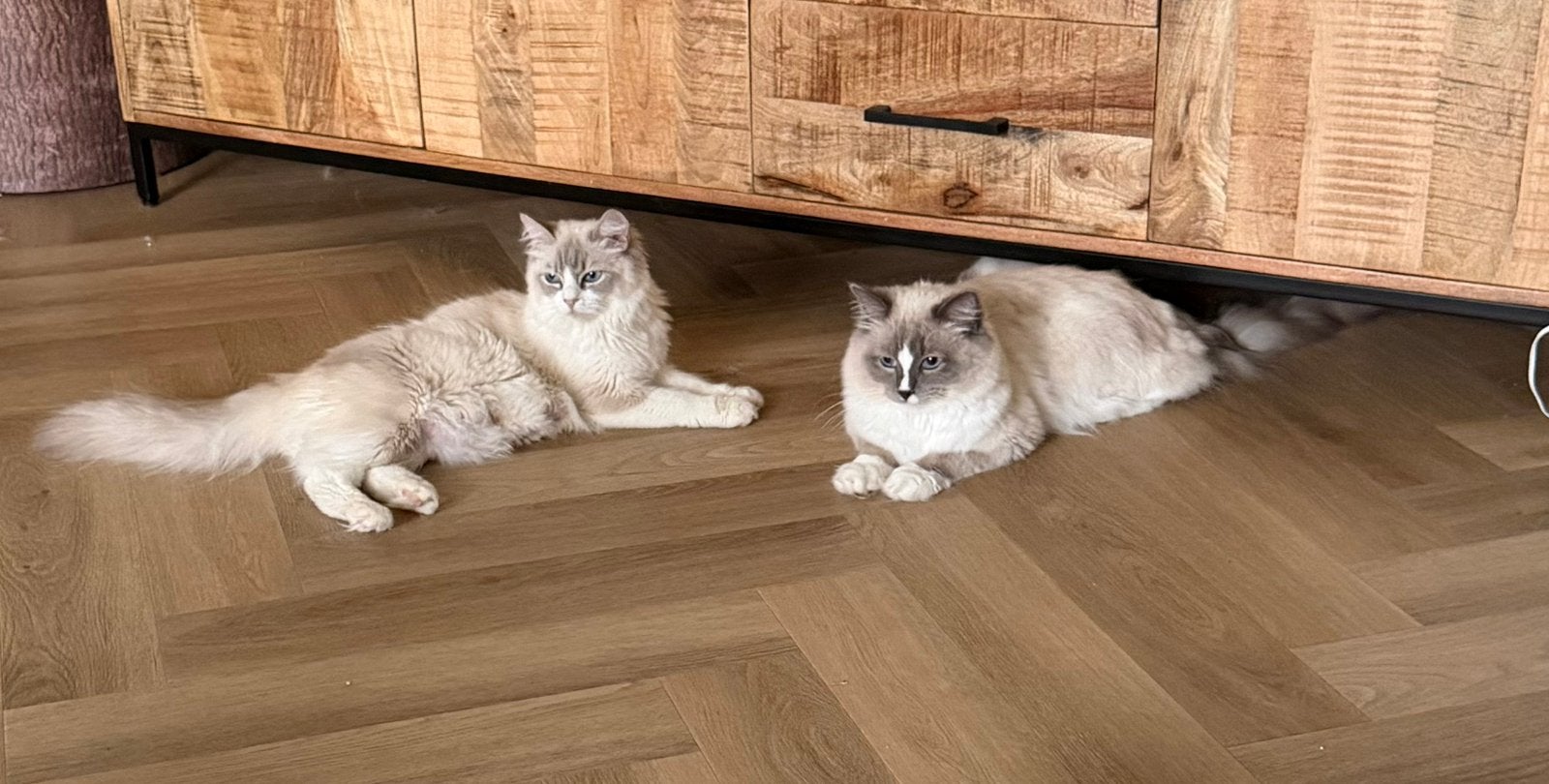 Ragdoll kittens, Meerdere dieren, Gechipt, 0 tot 2 jaar