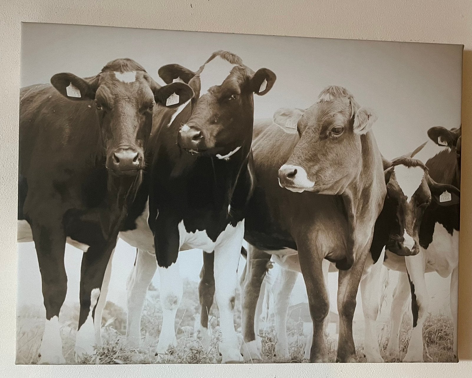 Zeeuwsche koeien op canvas, Ophalen, 50 – 75, Gebruikt, Oorspronkelijke maker