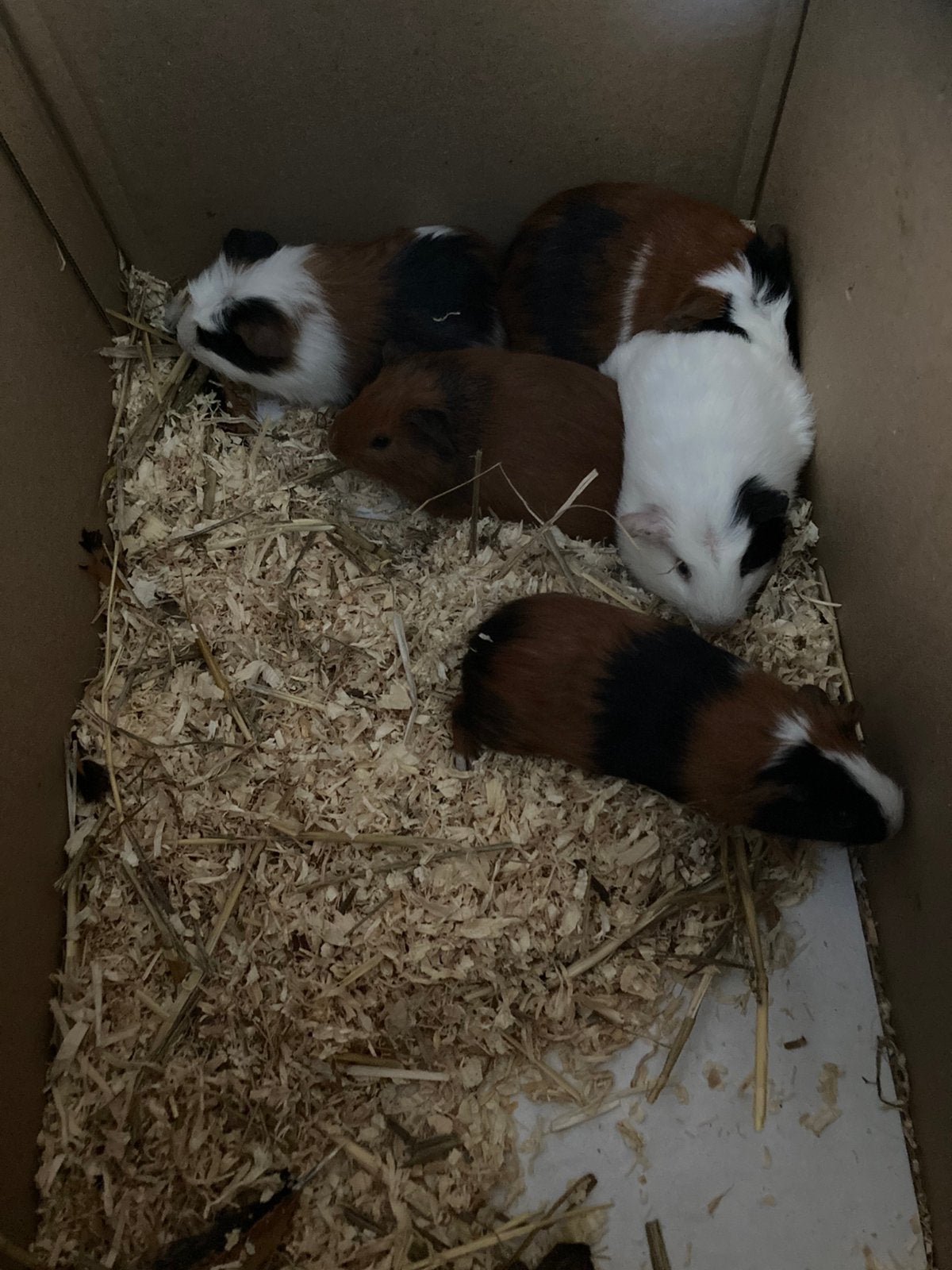 Cavia’s, Dieren en Toebehoren, Augustus, Meerdere dieren, Cavia