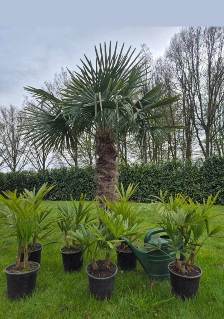 Palmboom dubbel stam palm winterhard Trachycarpus Fortunei, Tuin en Terras, Planten | Bomen, Lente, Minder dan 100 cm, Palmboom