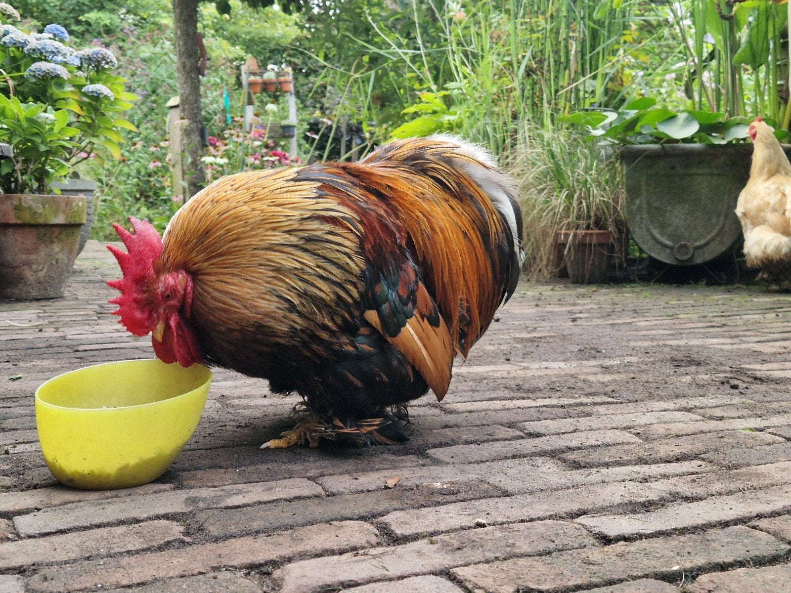Mooie cochinhaan gratis af te halen, Dieren en Toebehoren, Pluimvee, Mannelijk, Kip