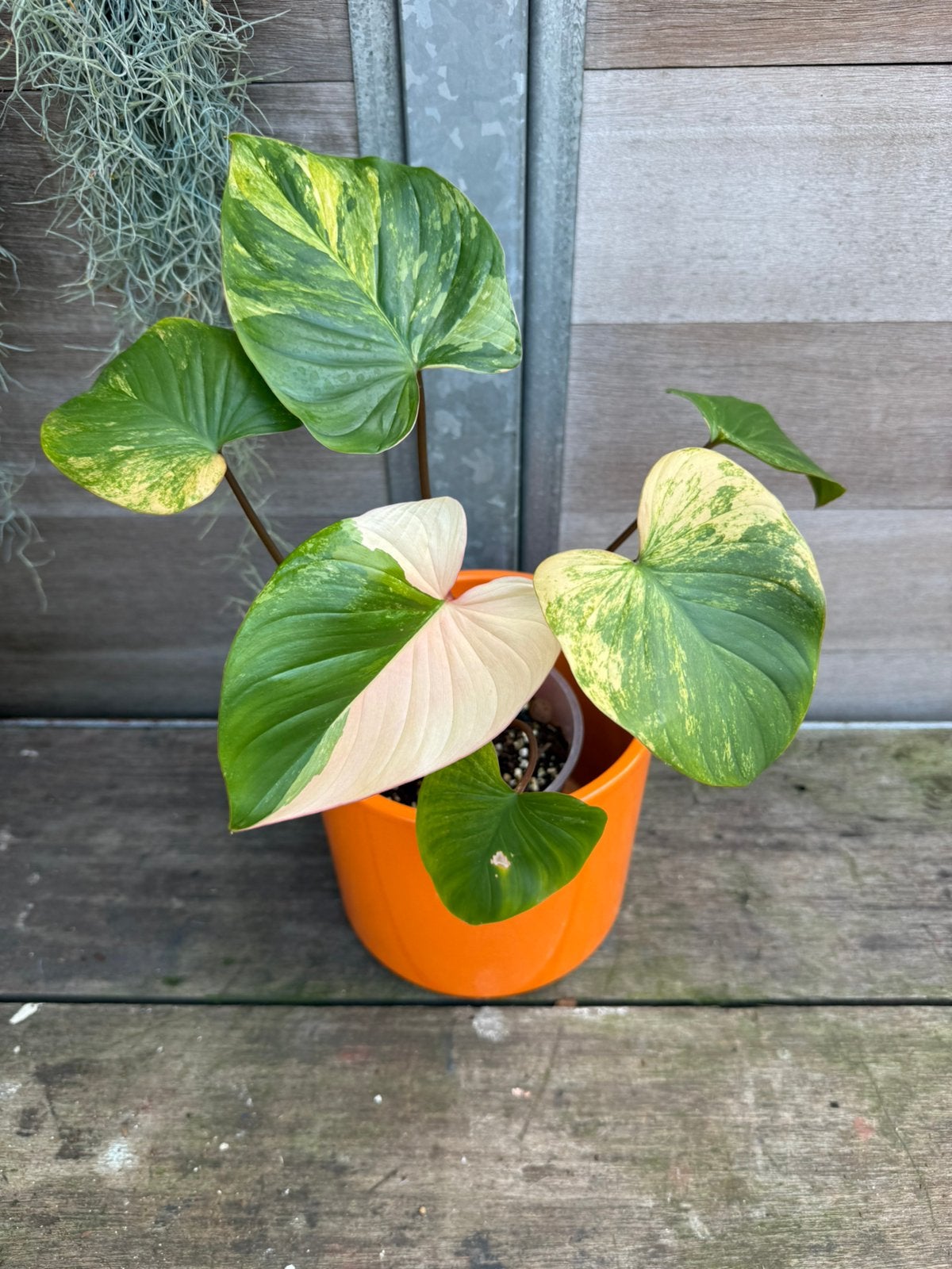 Homalomena Rubescens Peach, Ophalen of Verzenden, Halfschaduw, Minder dan 100 cm