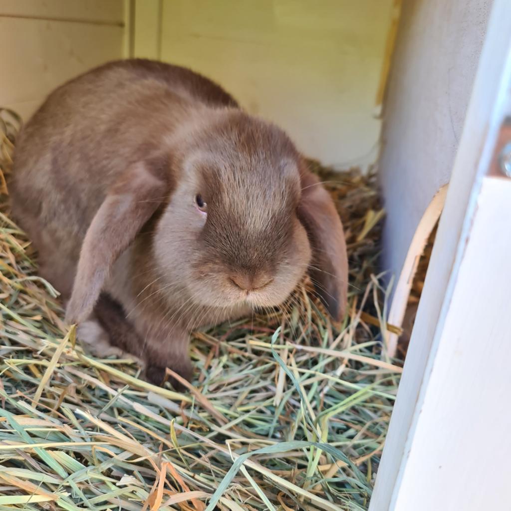 Minilop konijntje (rammetje, hangoor) choco kleur, Mannelijk, Klein, Hangoor, 0 tot 2 jaar