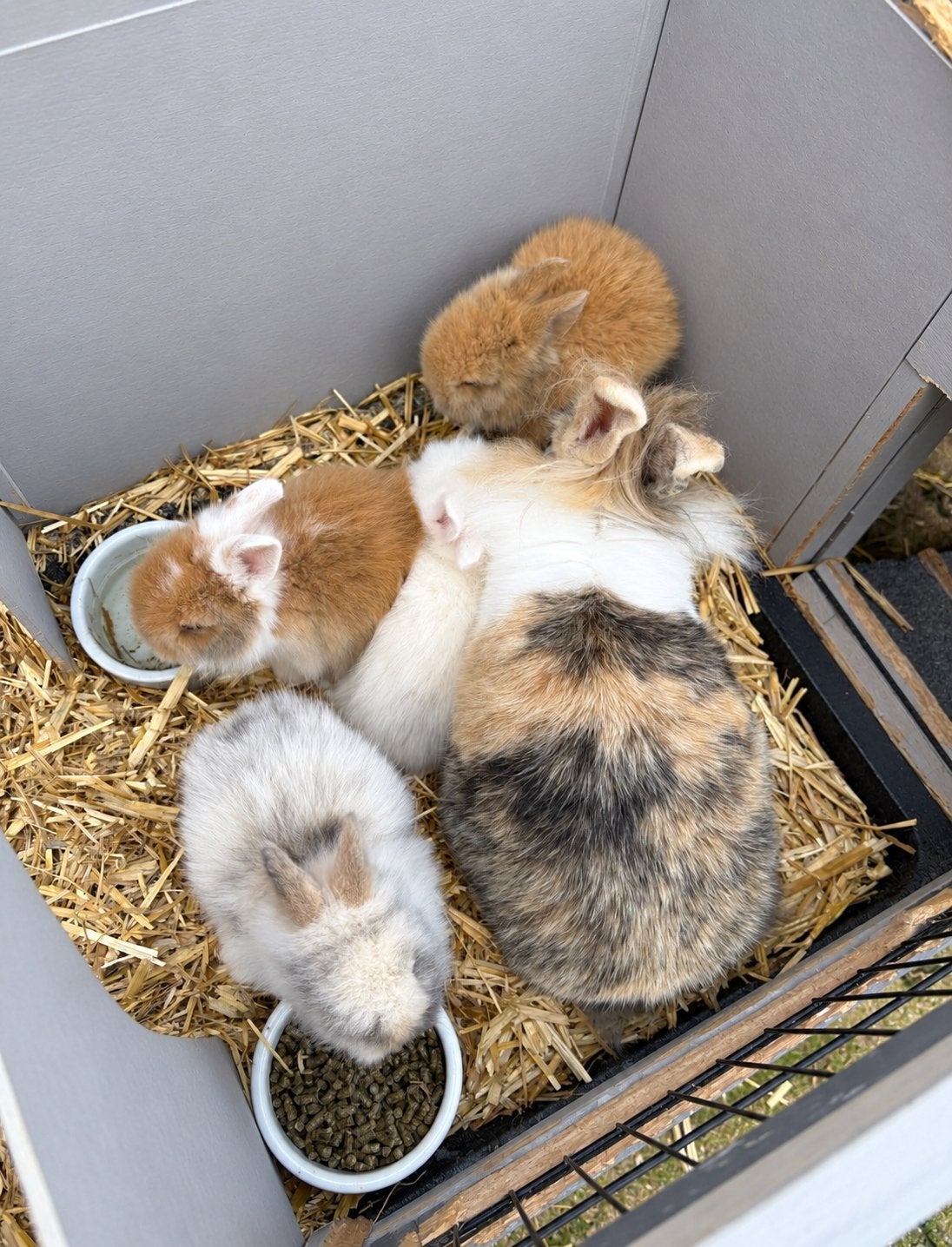 4 lieve, tamme teddy widder x leeuwenkop baby konijntjes, Meerdere dieren, Dwerg