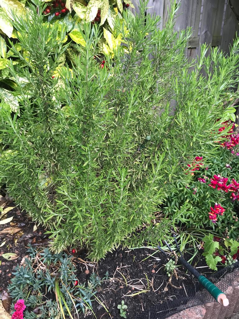 5grote Rozemarijn taken 40cm voor €1, Tuin en Terras, Planten | Tuinplanten, Ophalen, Overige soorten, Volle zon