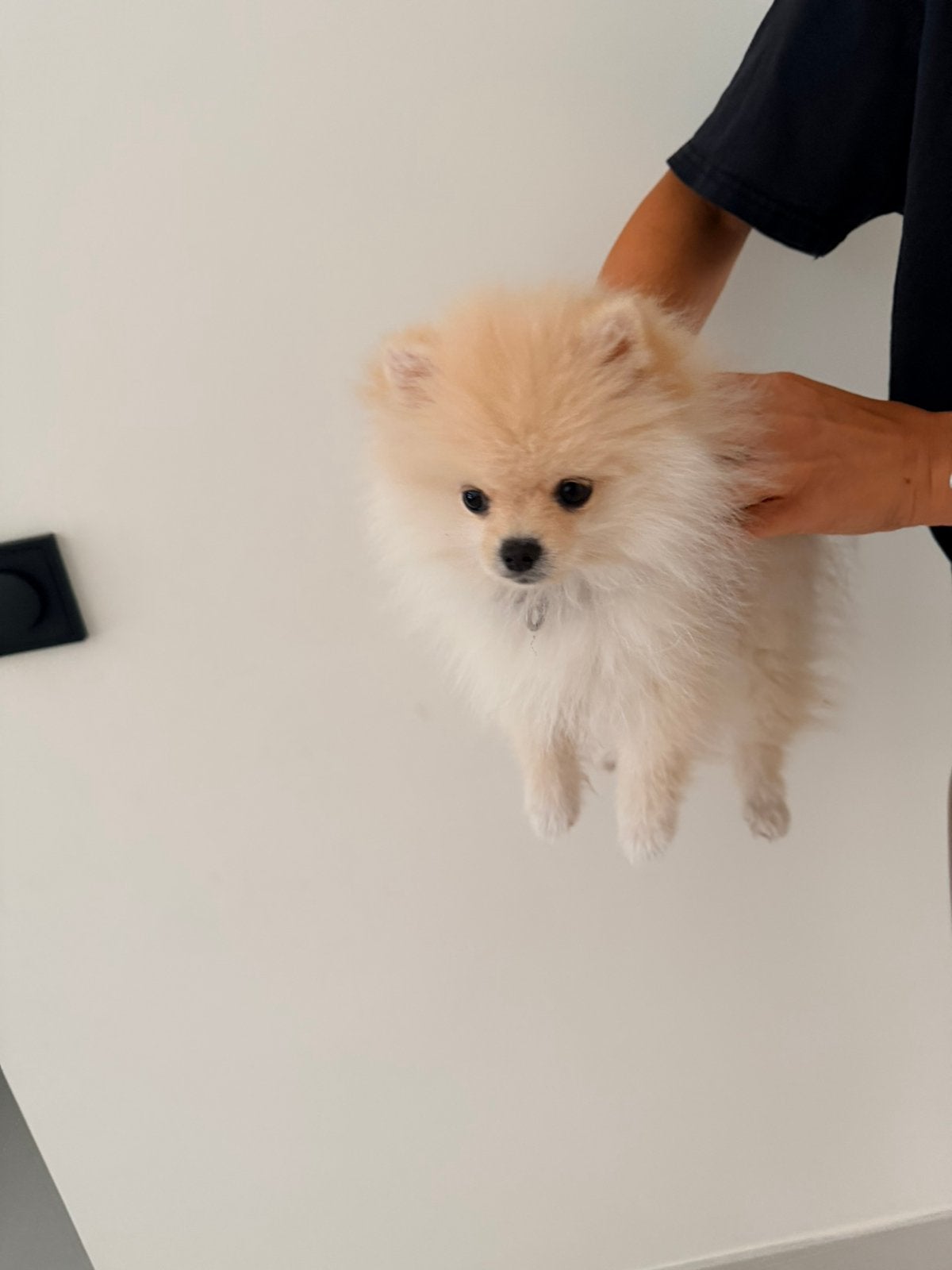 Pomeriaan, Dieren en Toebehoren, Honden | Poolhonden, Keeshonden en Oertypen, 8 tot 15 weken, Parvo, Eén hond, Nederland