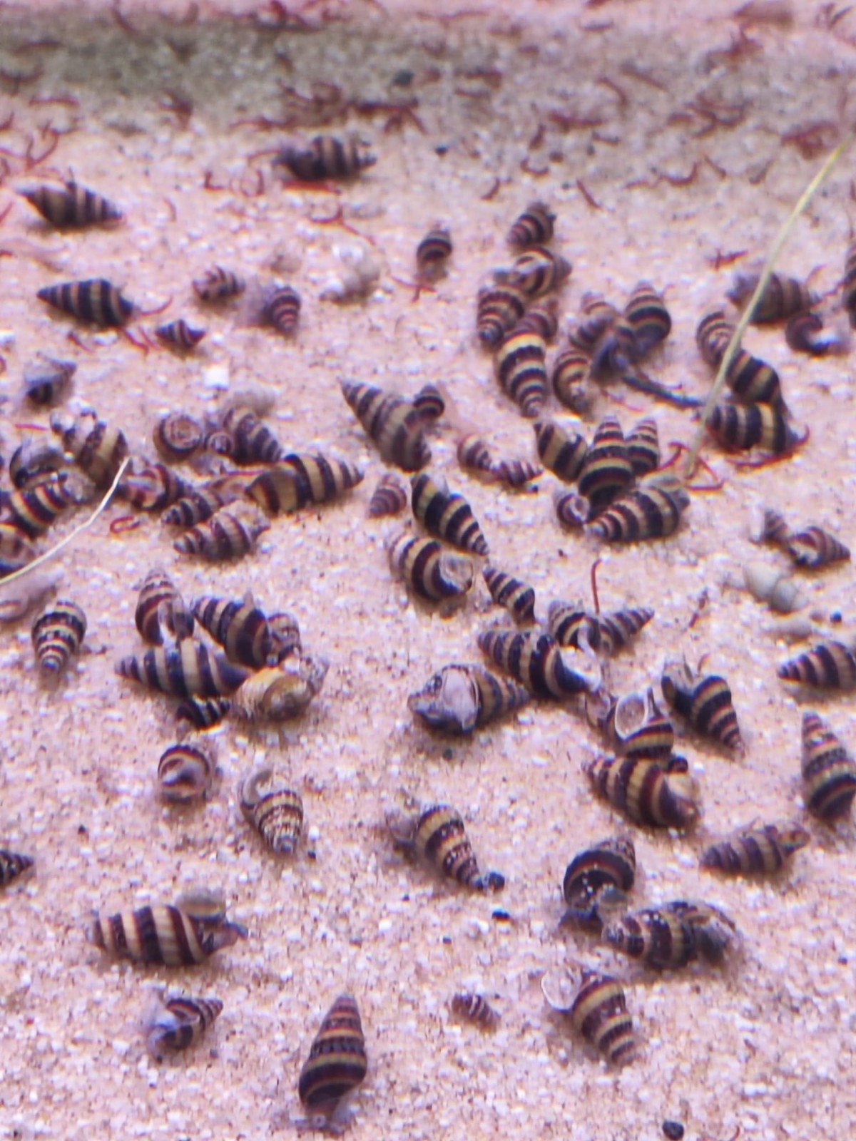 helena slakken, Dieren en Toebehoren, Vissen | Aquariumvissen, Slak of Weekdier, Zoetwatervis, Schoolvis