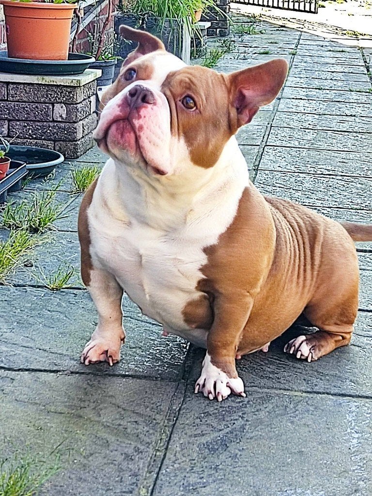 American bully, Dieren en Toebehoren, Parvo, België, Particulier, Overige rassen