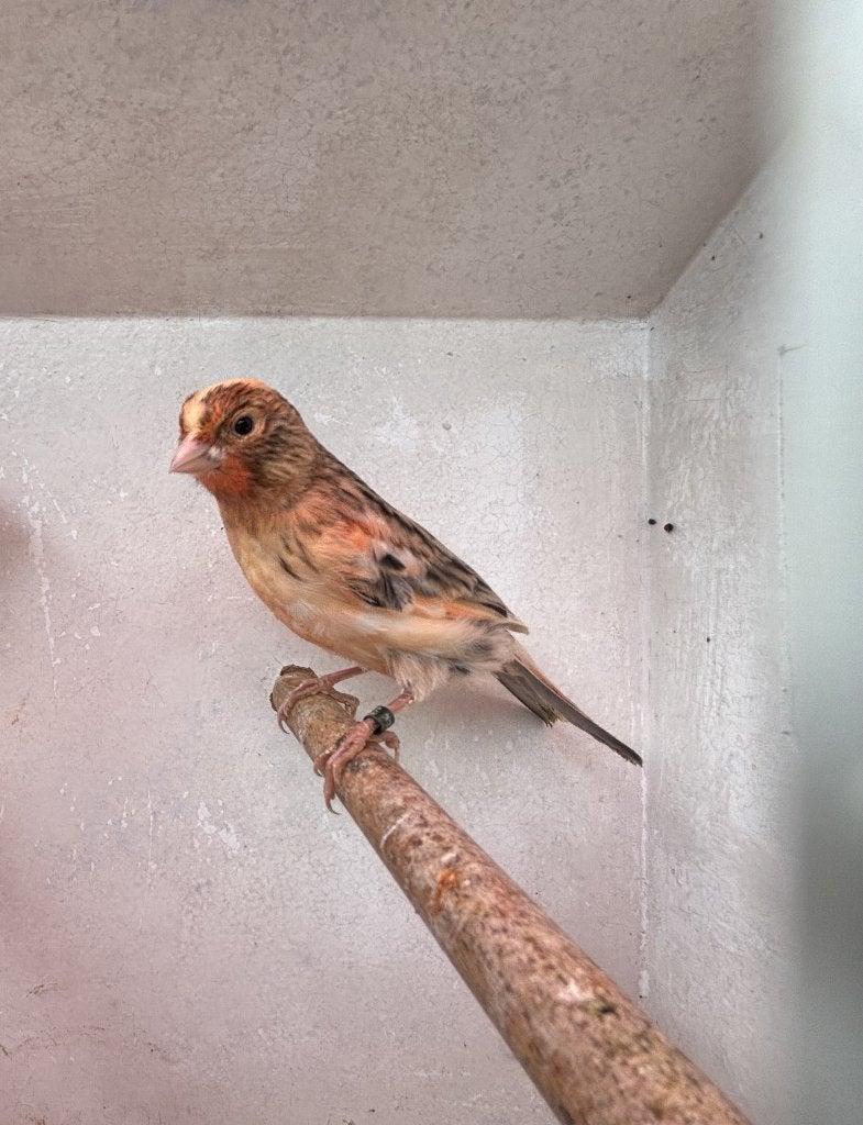 Harlekijn Kanarie pop, Vrouwelijk, Kleurkanarie