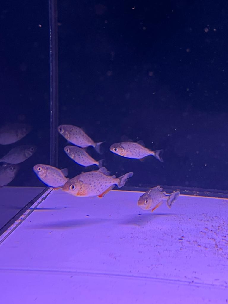 roodbuik piranha baby, Vis