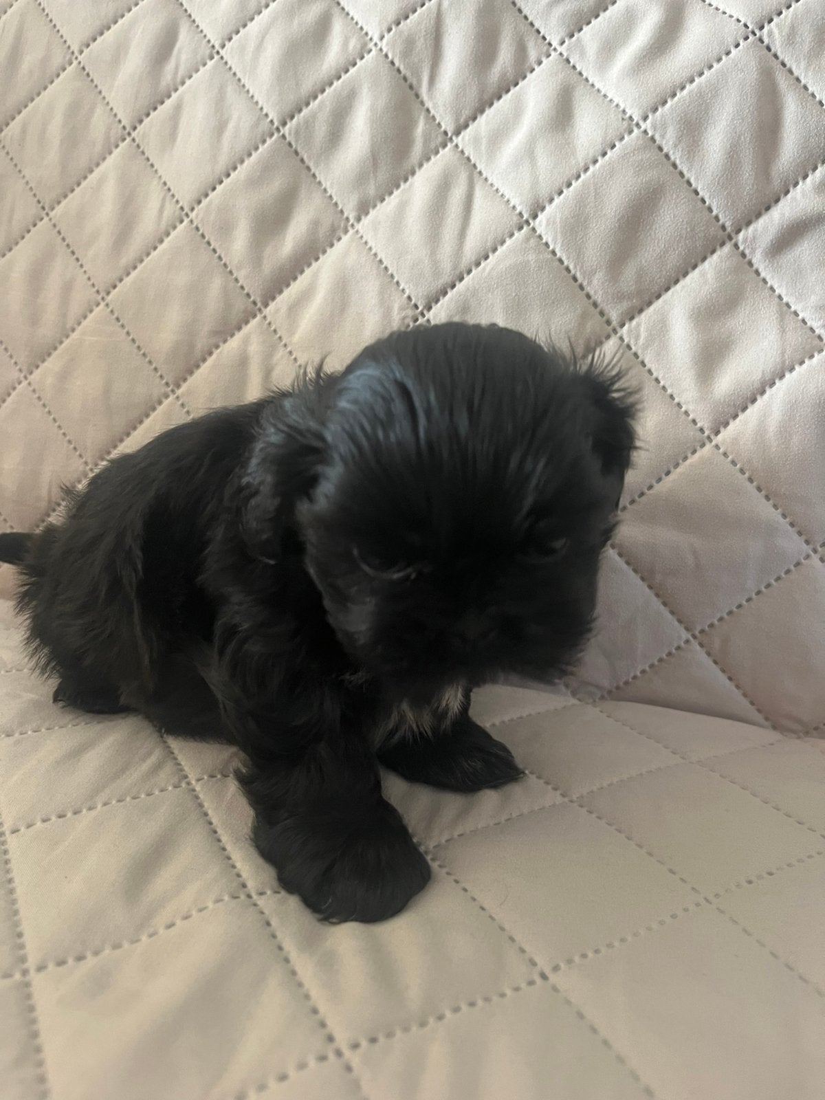 Laatste shih tzu pup, Overige rassen, Meerdere, Meerdere dieren, Nederland