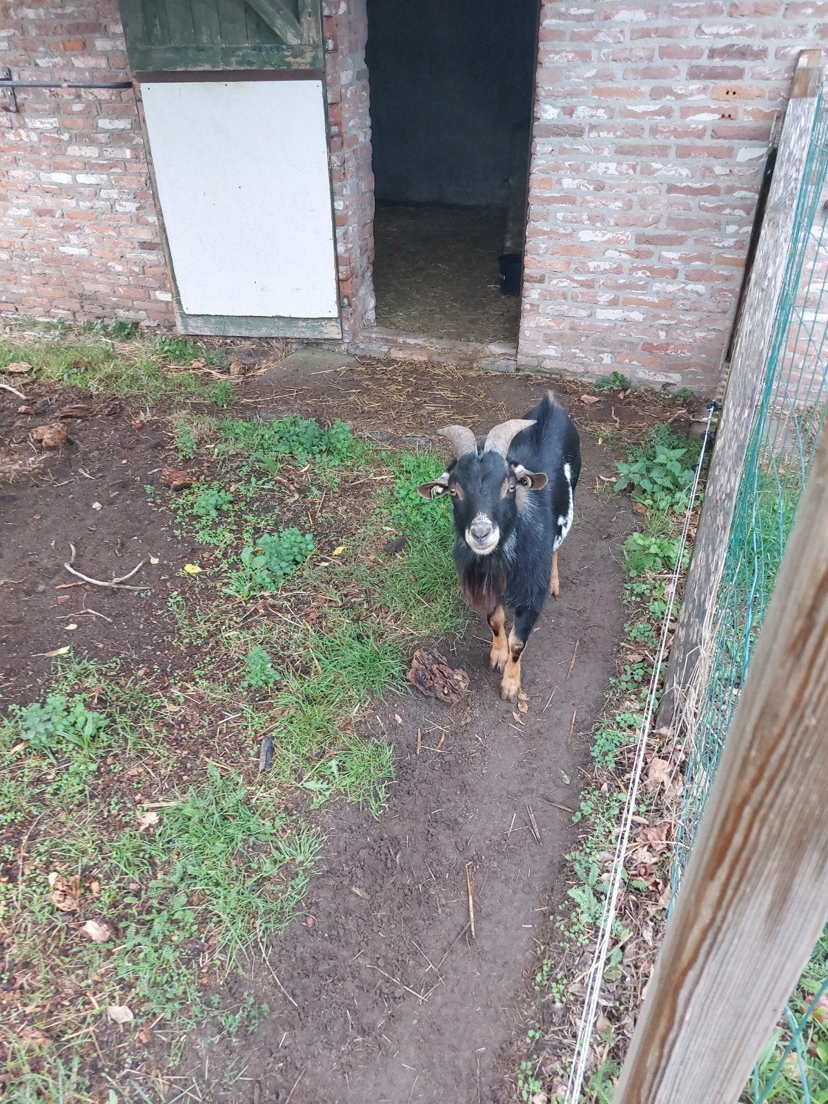 Dwerggeitenbok te Koop, Dieren en Toebehoren, Schapen, Geiten en Varkens, Mannelijk, Geit