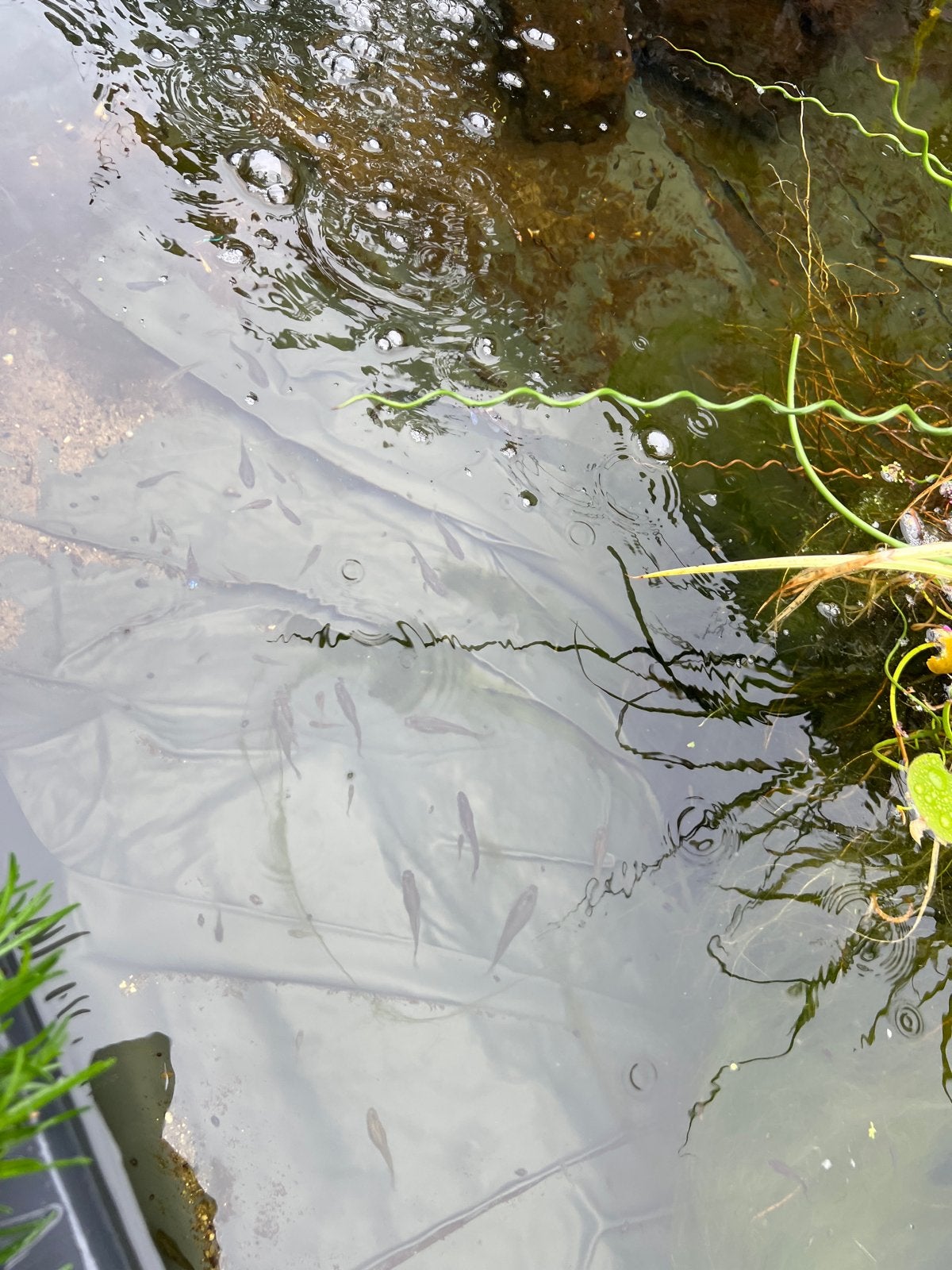 Gratis Guppies
