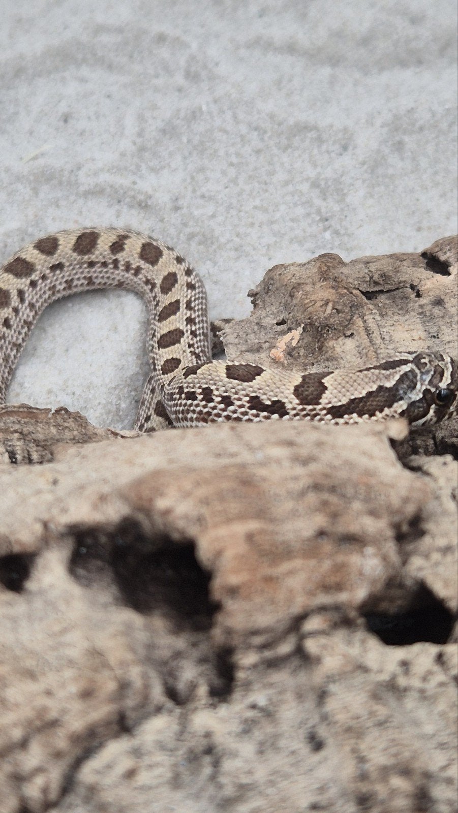 Haakneusslang het toffee Hognose Snake photo 4