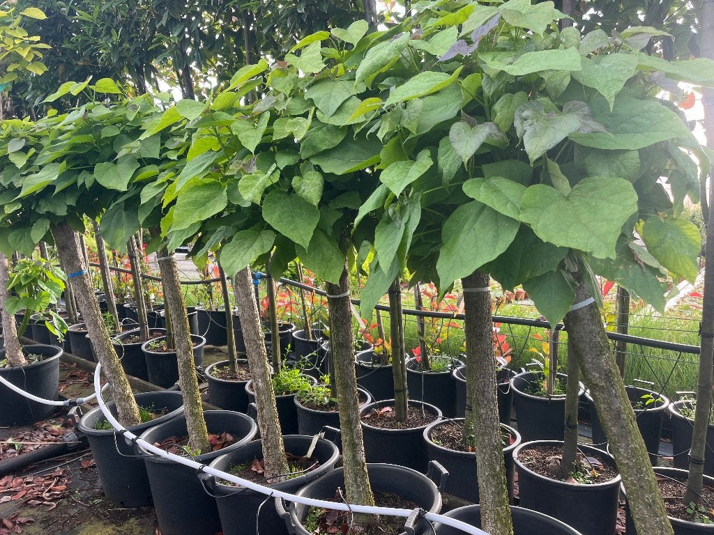 BOL CATALPA, wegens ruimte gebrek NU van €79,50 voor €30,00!, Bloeit niet, Halfschaduw, 100 tot 250 cm, Ophalen