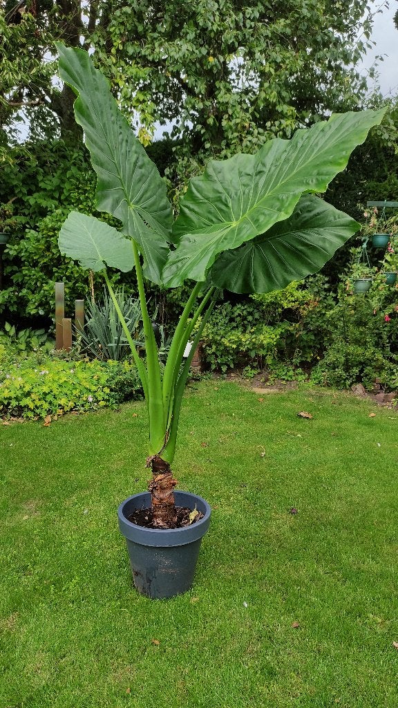 Olifantsoren,  Alocasia macrorrhiza, Ophalen, Overige soorten, Halfschaduw, 150 tot 200 cm