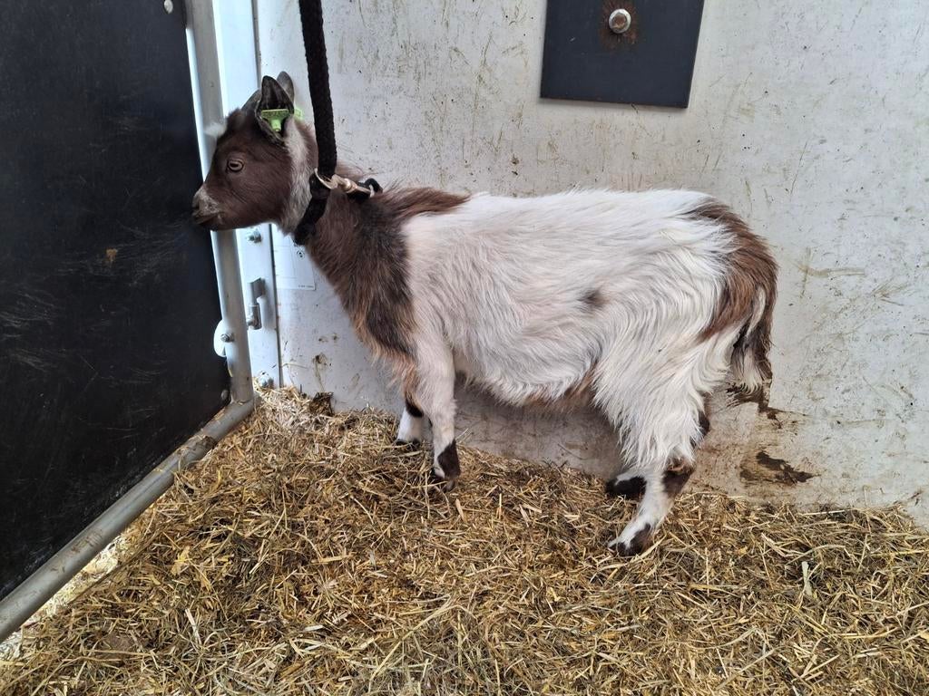 Te koop Landgeit/boklammeren, Dieren en Toebehoren, Mannelijk, Geit