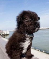 Voor ons Lieve pup GEZOCHT, Dieren en Toebehoren, Ophalen of Verzenden, Hond