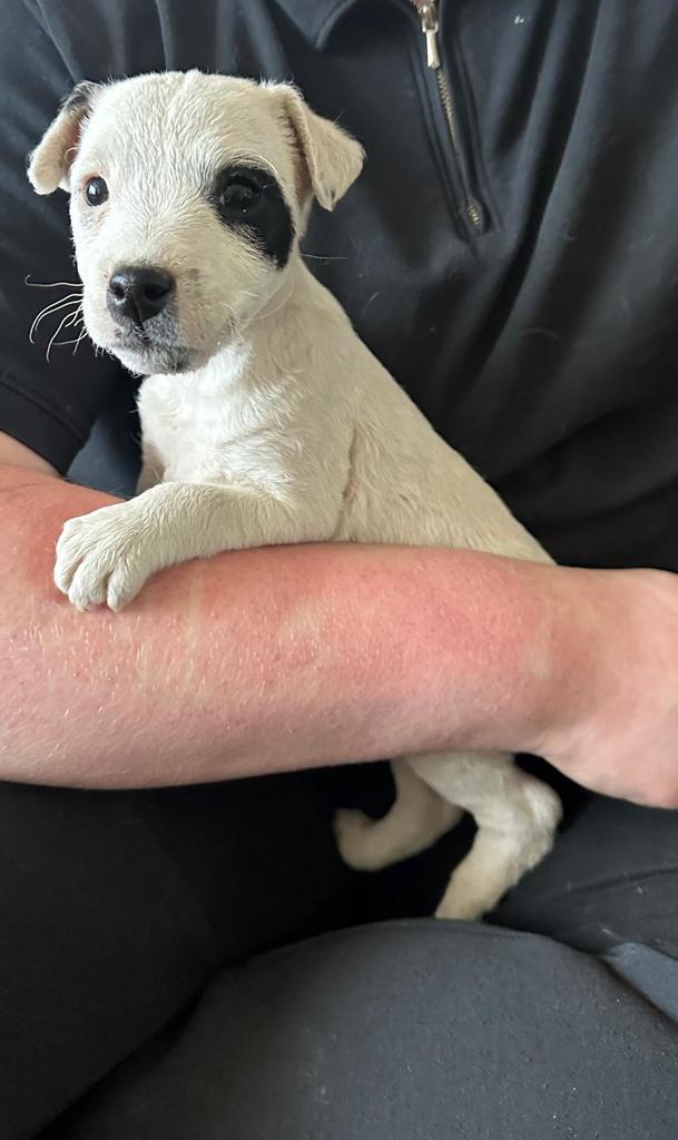 Lieve parson jack russel pups, 8 tot 15 weken, Teef, Meerdere, Nederland