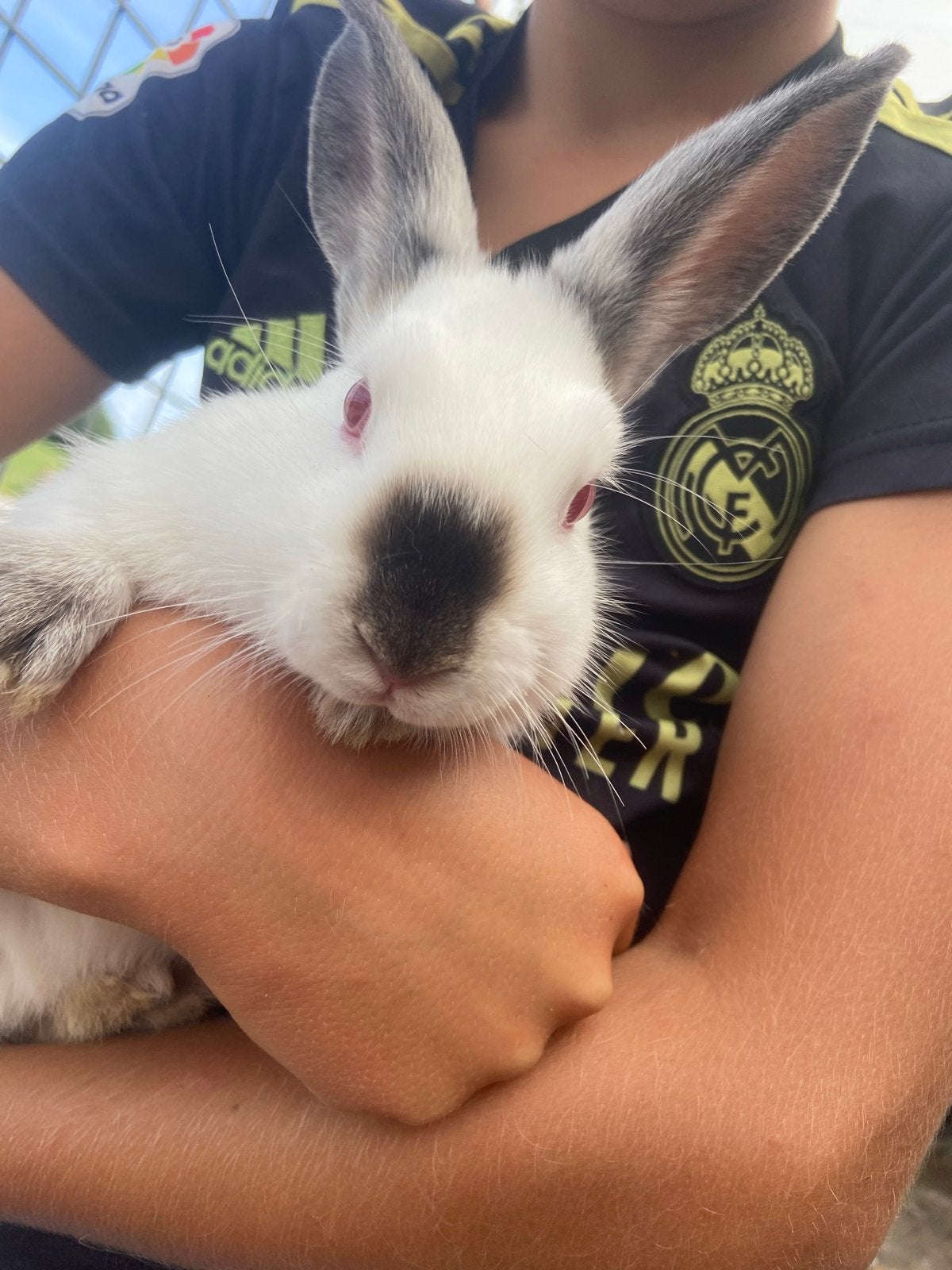 Lieve baby konijntjes, Dieren en Toebehoren, Meerdere dieren, Middelgroot, 0 tot 2 jaar