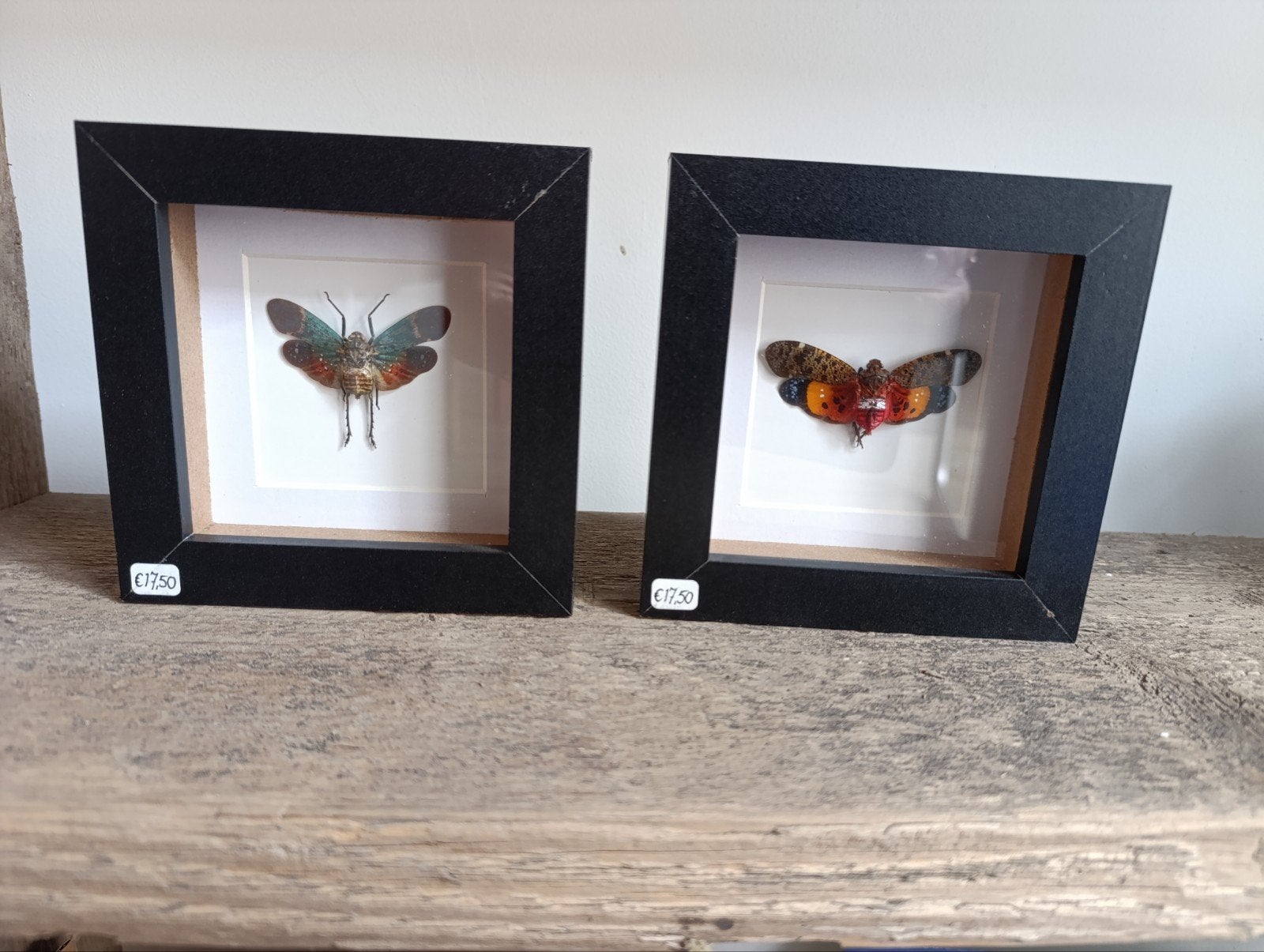 Insect(en) in luxe 3D lijst!, Verzamelen, Ophalen, Insect, Opgezet dier