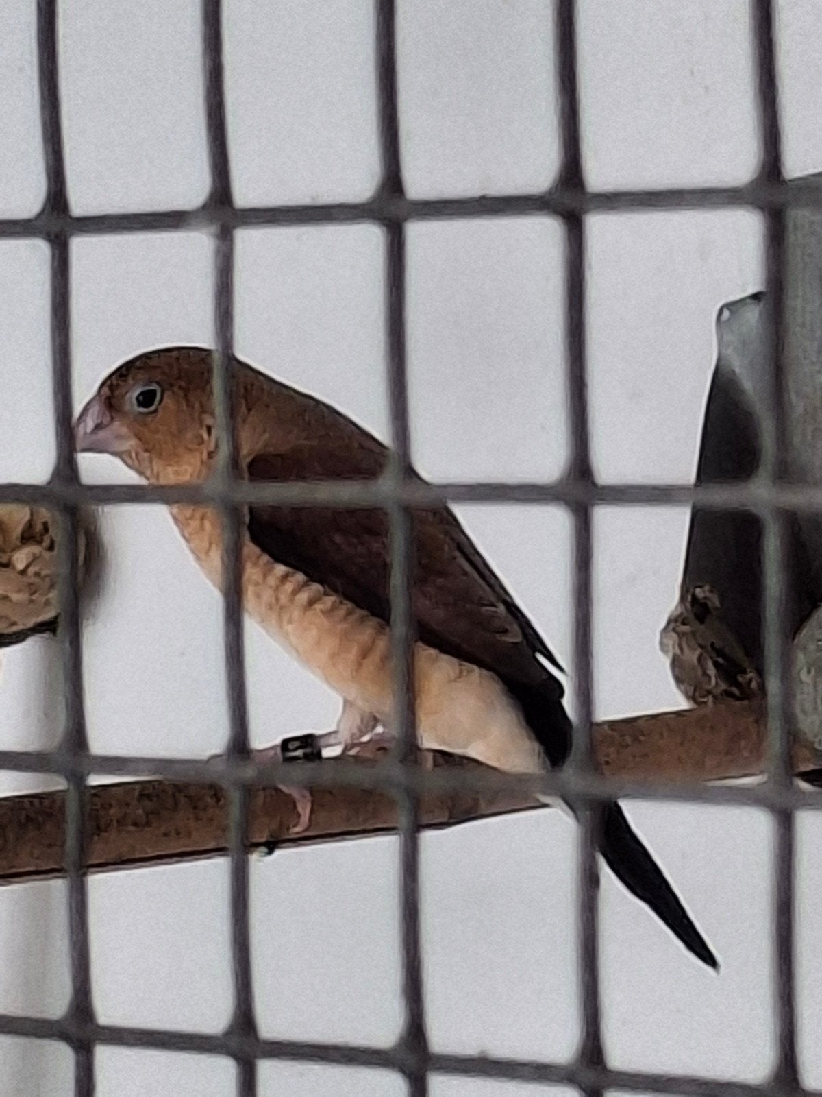 Zilverbekje man, Dieren en Toebehoren, Vogels | Overige Vogels, Mannelijk, Geringd