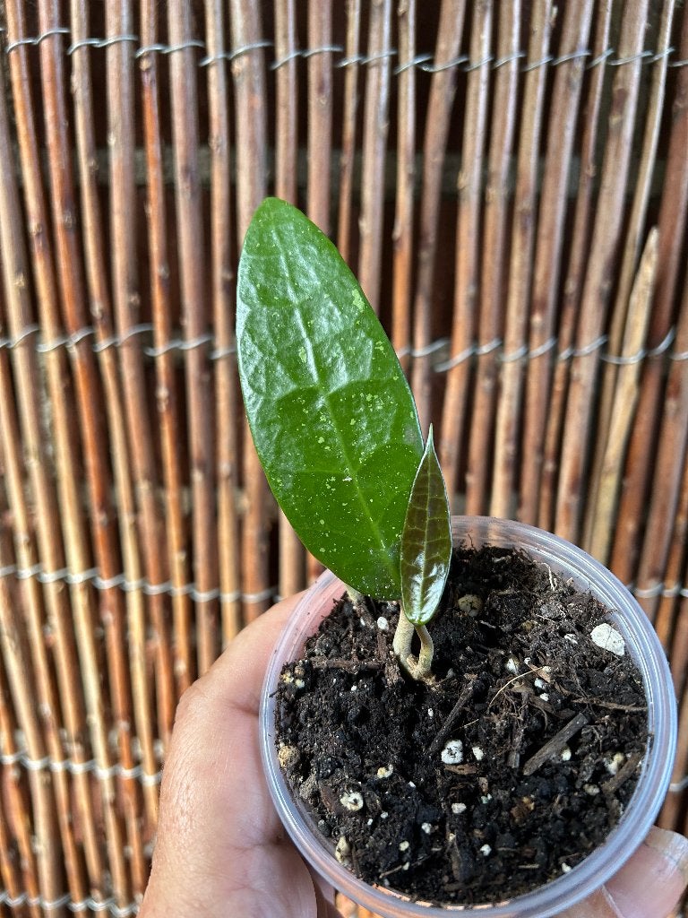 Hoya AH250, Huis en Inrichting, Kamerplanten, Overige soorten, In pot, Minder dan 100 cm, Bloeiende kamerplant