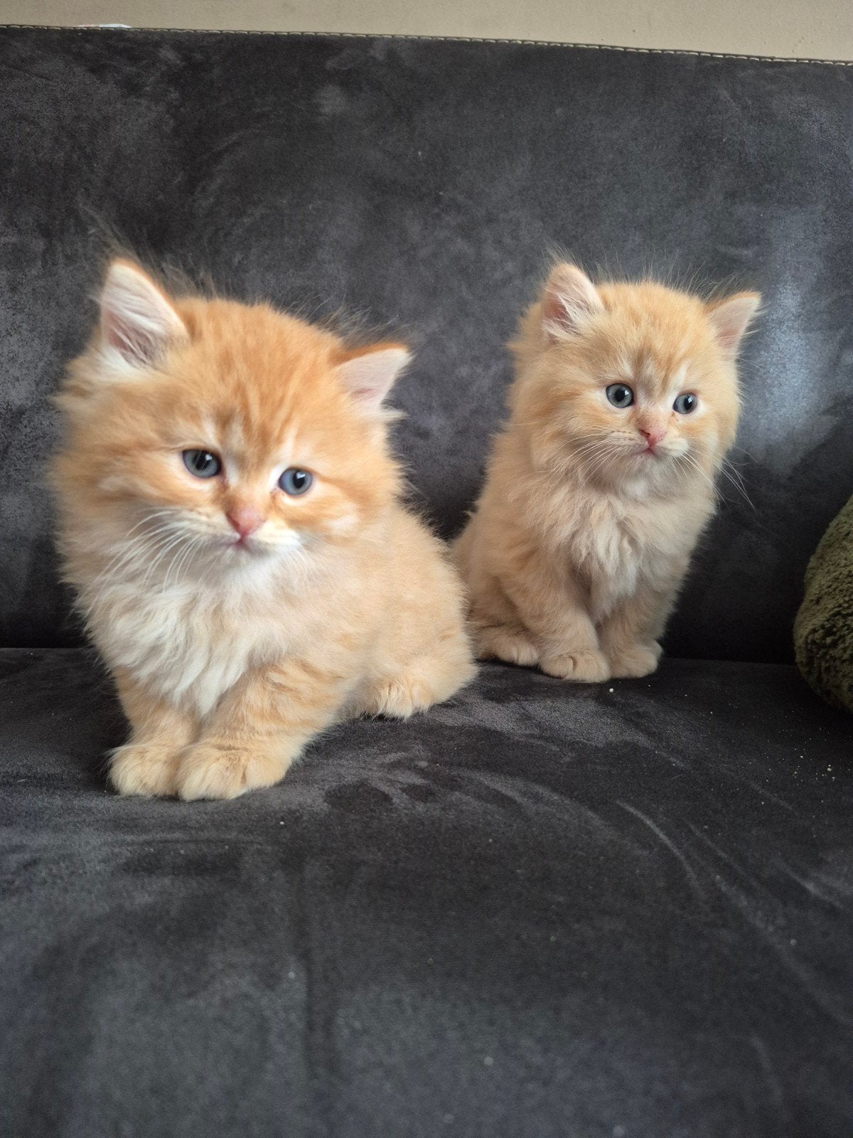 britsekorthaar en langhaar kittens, Meerdere dieren, Langharig, 0 tot 2 jaar