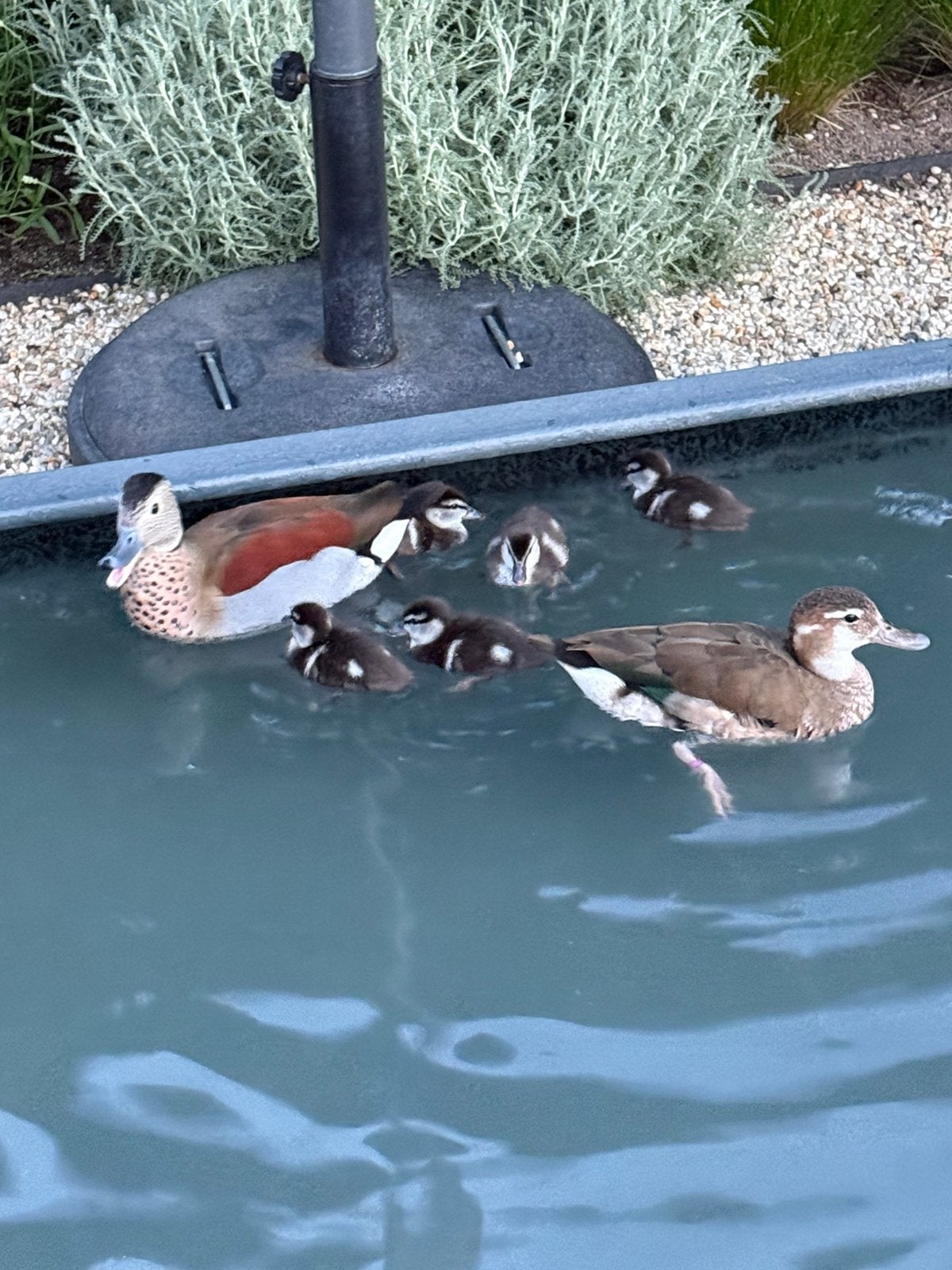 Roodschoudertaling, Dieren en Toebehoren, Meerdere dieren, Eend