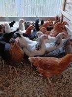 KIPPEN DIE HEEEEEL VEEEEEL EIEREN LEGGEN!, Dieren en Toebehoren, Vrouwelijk, Kip