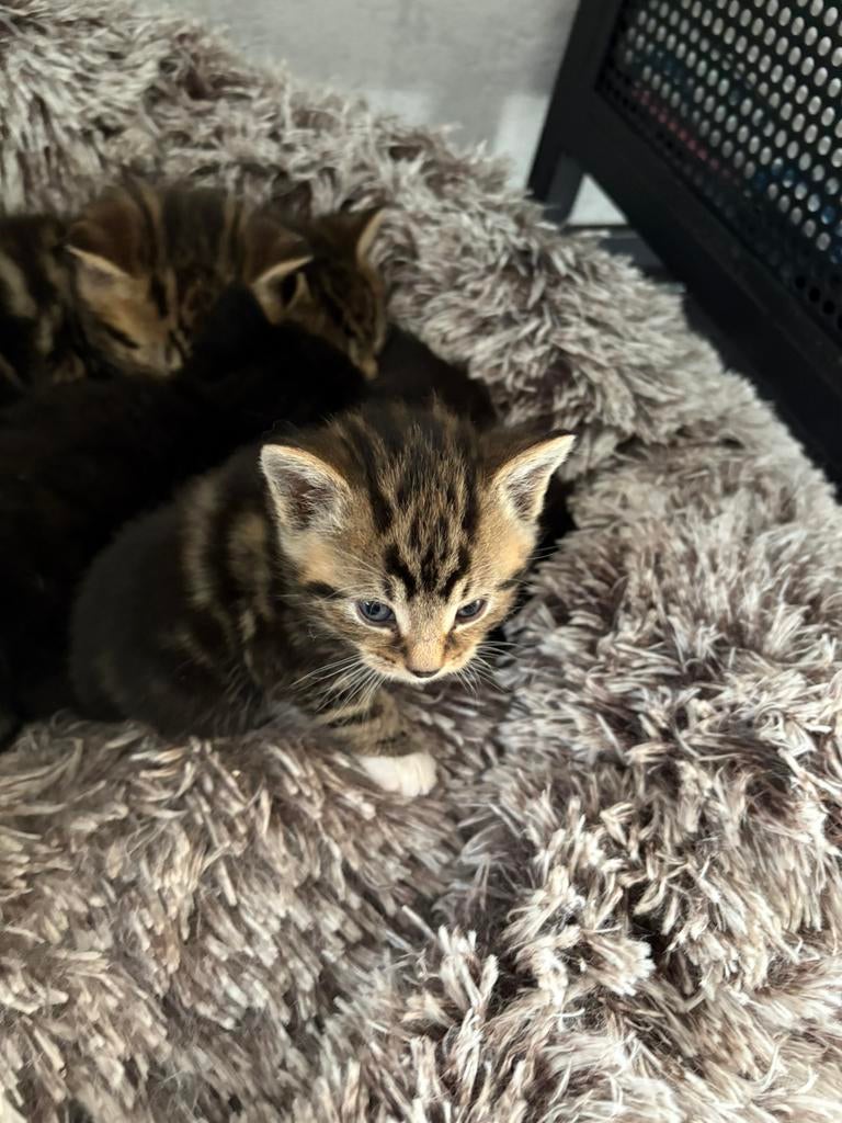 Schattige kittens zoeken lief thuis, Dieren en Toebehoren, Katten en Kittens | Overige Katten, Kater, Kortharig, 0 tot 2 jaar