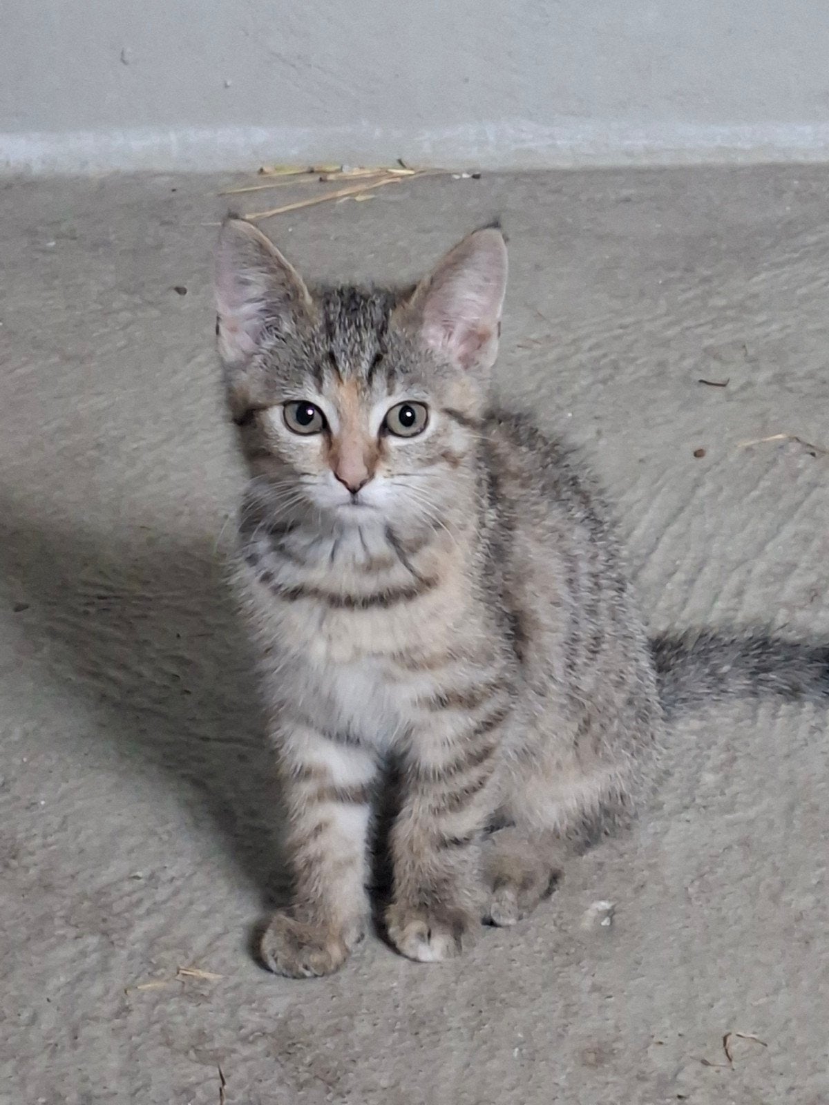 Lieve kittens te koop, Meerdere dieren
