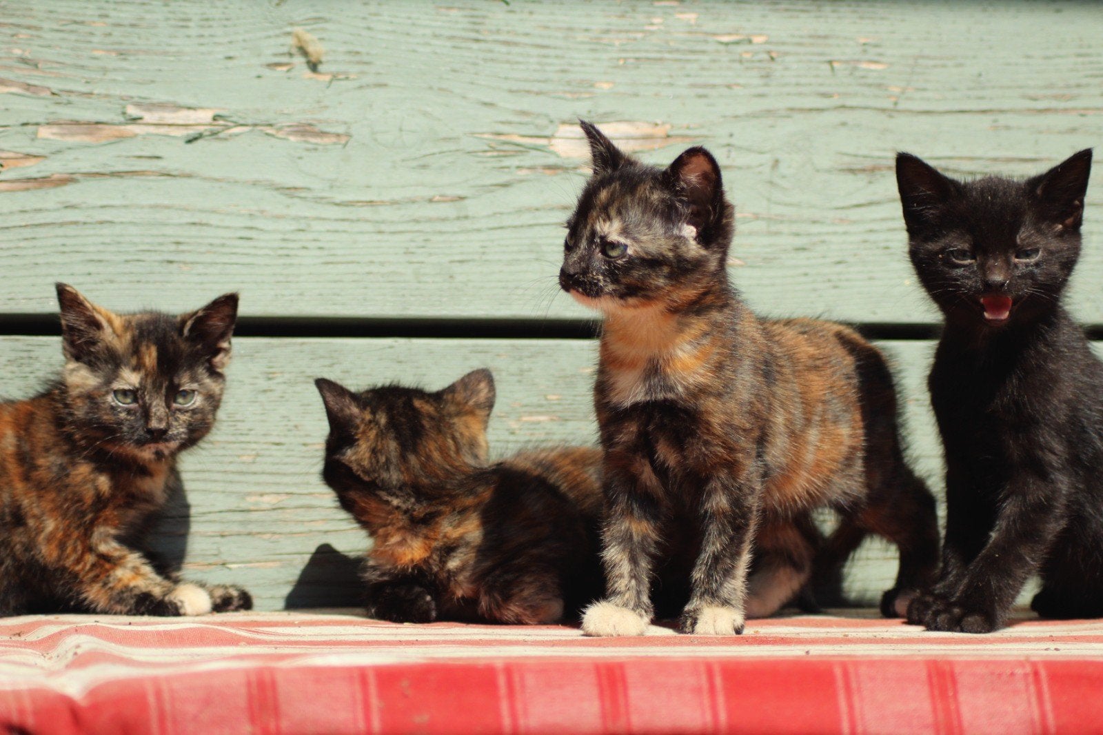 Ondeugende boerderij kittens op zoek naar personeel, Dieren en Toebehoren, Katten en Kittens | Overige Katten, Meerdere dieren