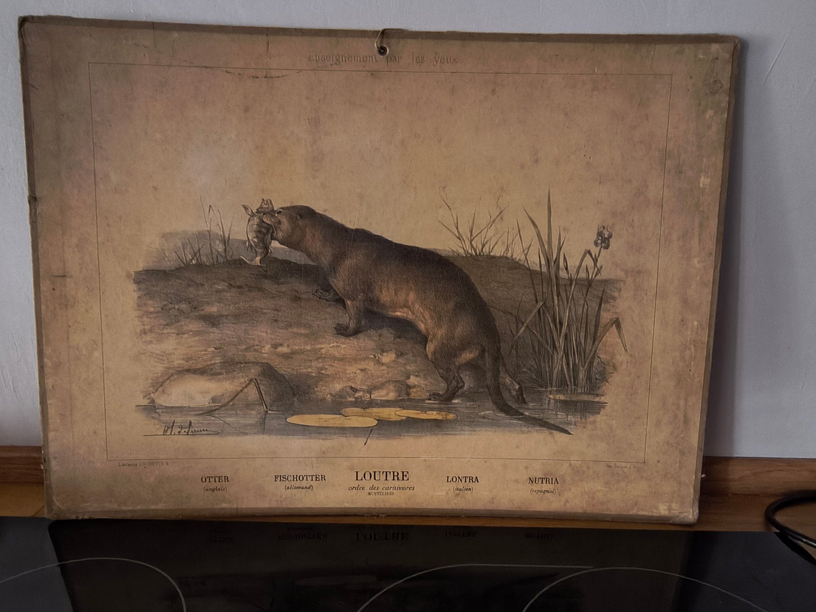 Franse schoolplaat otter, l'outre, Antiek en Kunst, Antiek | Schoolplaten, Ophalen of Verzenden, Natuur en Biologie