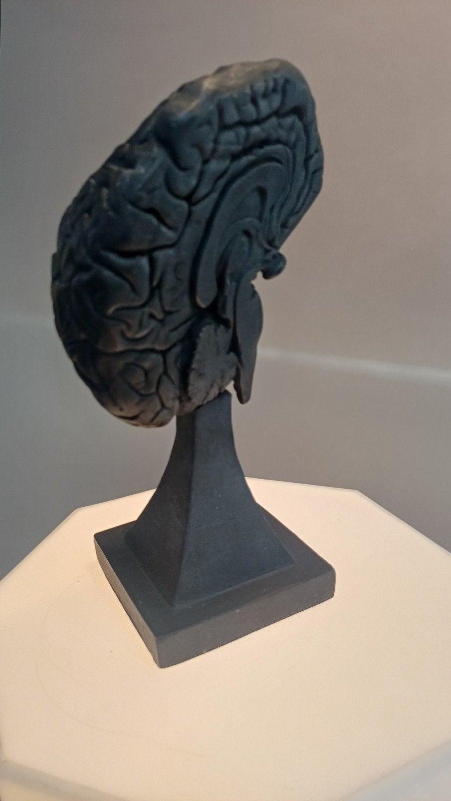 stateu human brain menselijk brein beeld op voet, Ophalen of Verzenden, Op sokkel, Composieten, Buste